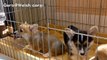 cute corgi puppies in cage / ケージの中で大歓迎してくれるコーギー子犬達 20150613 Part 1 welsh corgi pembroke