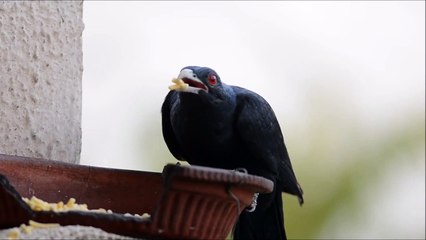 Asian Koel bird
