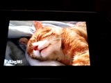 Reaction videos ep1(funny cats compilition)