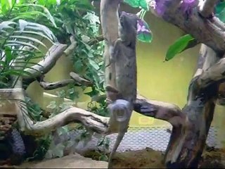 Entdecke den Alligator- und Schlangen-Zoo in Augsburg 🐊🦎