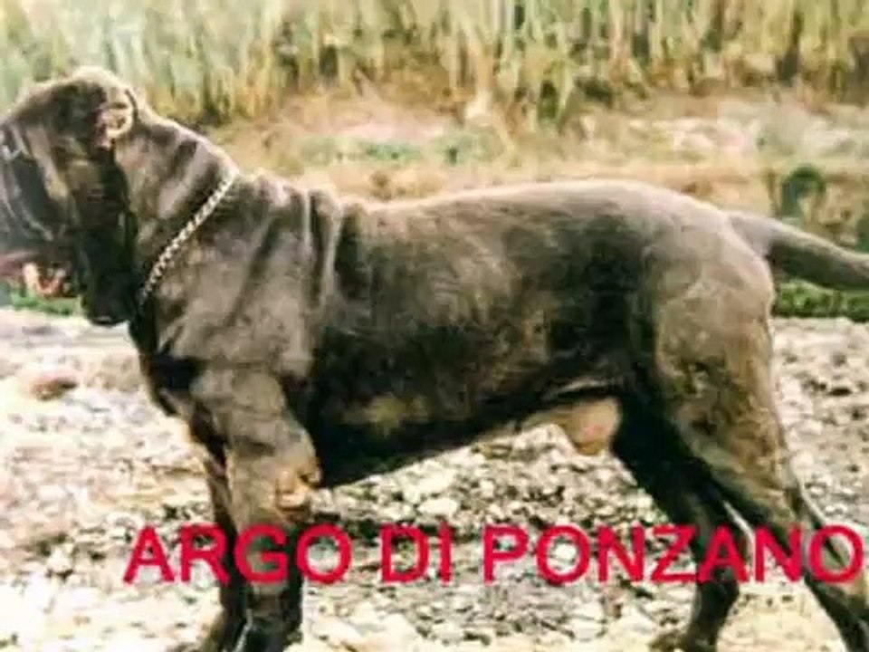 Mario Querci & Di Ponzano   Mastino Napoletano   Neapolitan Mastiff