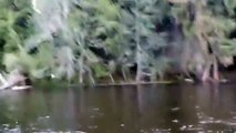 Baldheaded Eagle takes fish right off my fly line and goes for a run 2013