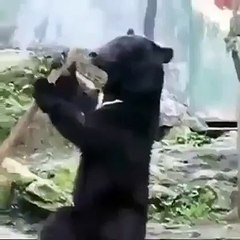 Bear Stick Trick Ninja Bear
