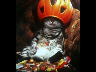 Funny Cats Funny Video Funny Pranks Part 3 Funny Kittens