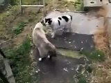 Funny videos cats‬ - very dangerous fighting-
