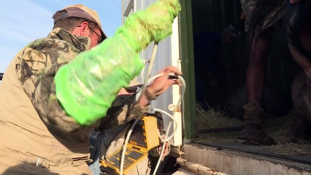 Afrique du Sud: l'élevage d'animaux sauvages, une industrie qui se transforme