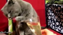 Funny Animals 2015 -Funny cats - Lovely situation and mischievous of cats