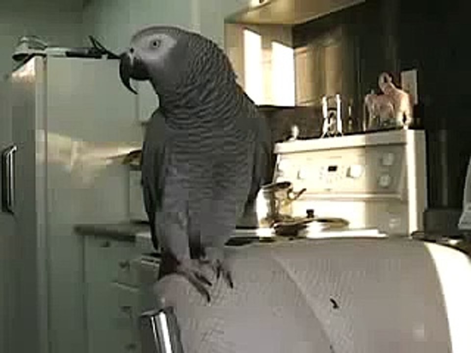 Papağan Beatbox