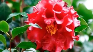 The rose of winter / La rose d'hiver : Camellia japonica