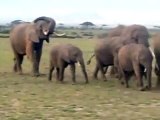 アフリカ象の大群　野生の王国 ケニア　アンボセリ　サファリ