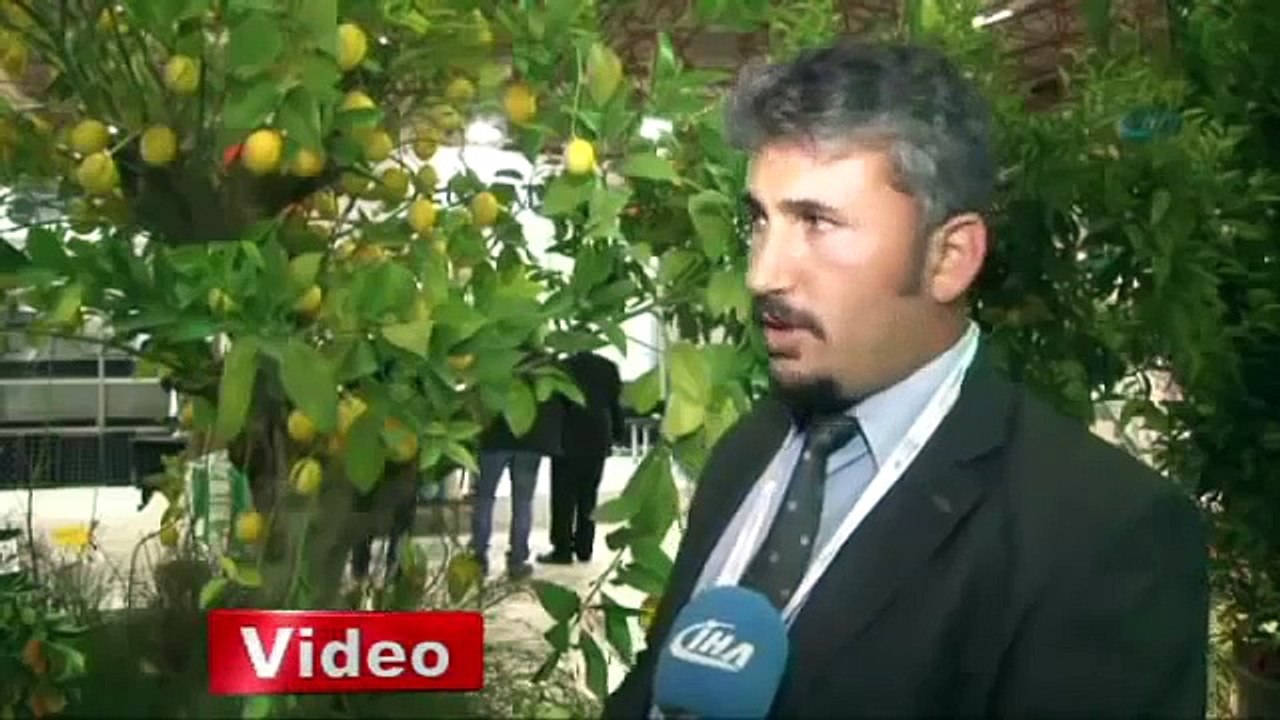Dev limon ağacı küçük saksıda yetişiyor