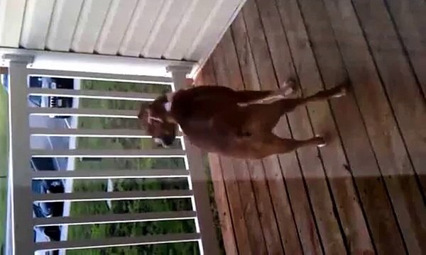 Funny boxer dog chasing fly