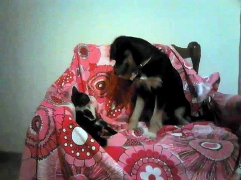 Un bébé chien trop contrent de rencontrer un bébé chat... Adorable