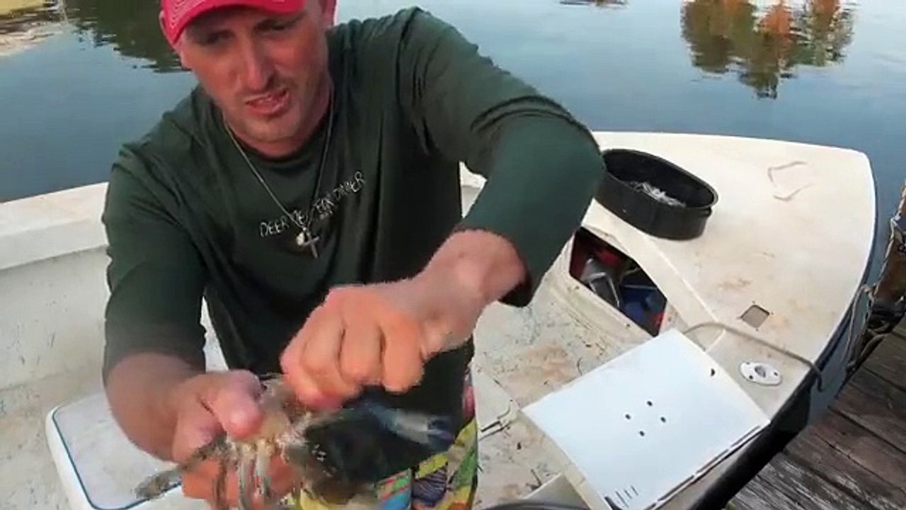 Clean Crabs