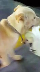 dog parents will use props