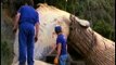 Blue Whale washes up on beach Lorne Great Ocean Road 1992 Victoria Australia