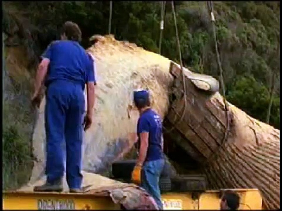 Blue Whale washes up on beach Lorne Great Ocean Road 1992 Victoria Australia