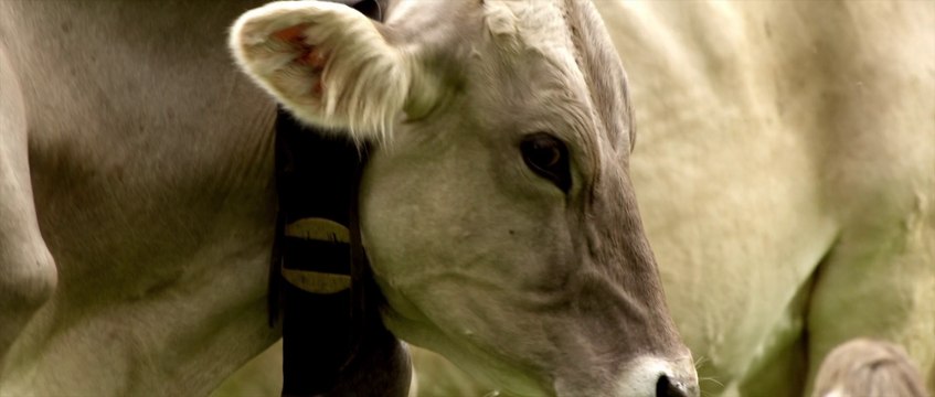 [EXCLU] - Découvrez un extrait inédit de Youth de Paolo Sorrentino