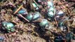 Dung beetles, bees and other bugs of Tanzania