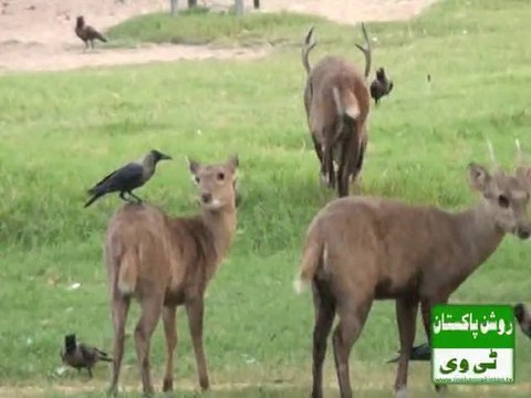 Visit to Lahore Zoo by Roshan Pakistan TV