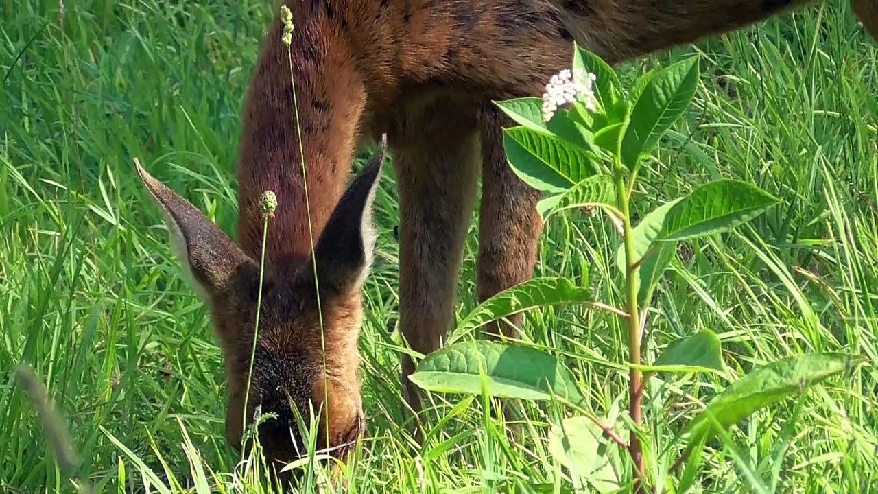 Pyrénées 2015 Clip