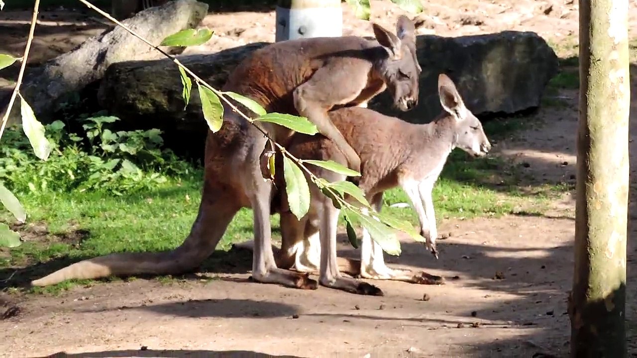 Kangourou au zoo de Beauval qui font crac crac
