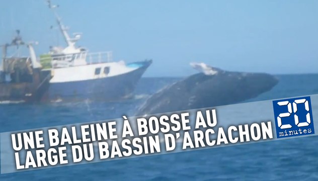 Une baleine à bosse filmée par un pêcheur au large du Bassin d’Arcachon