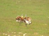 rival male Great Bustards