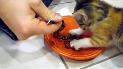 Chaton protecteur envers sa nourriture