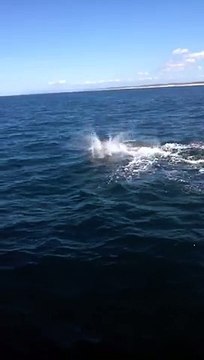 Une baleine à bosse au large du Bassin d'Arcachon