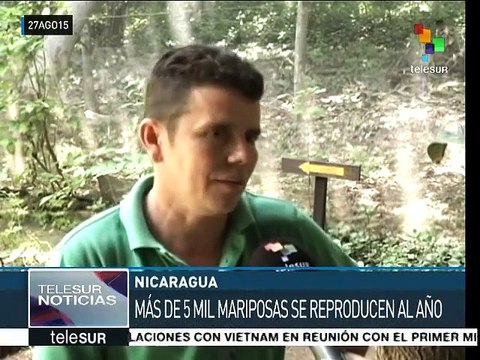 Nicaragua: preservan medio ambiente con santuario de mariposas