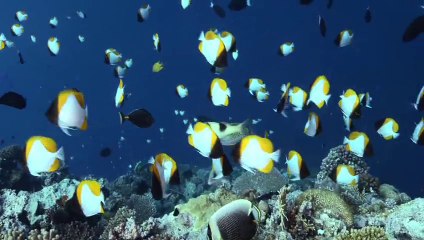 Les eaux Françaises