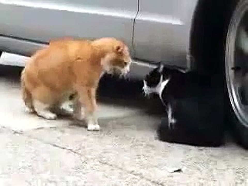 Red Cat est la preuve que le noir drôle chats chat [vidéos et les blagues méga fun rzhaka étain]