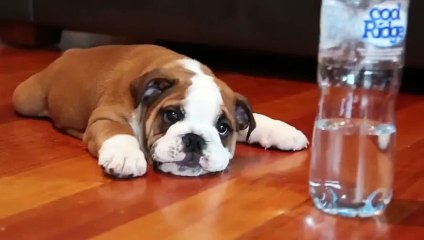 Cute Bulldog Puppy Barking Funny