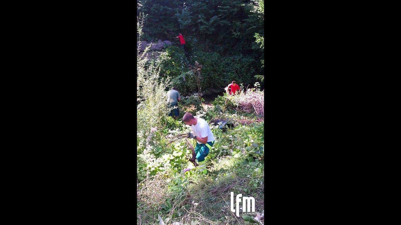 Les plantes envahissantes aux abords de la Vuachère