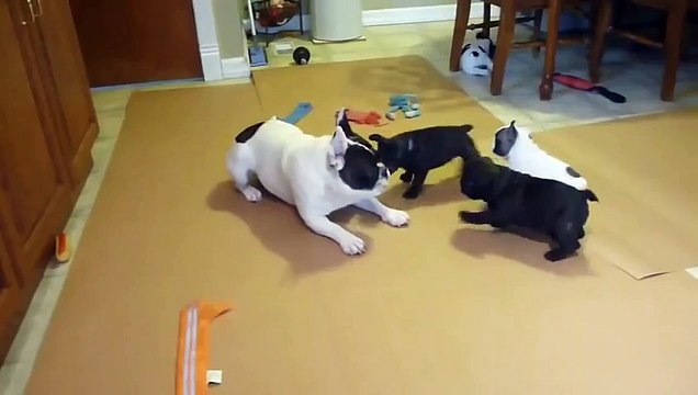 Cute puppies playing with their mom - Funny Animals