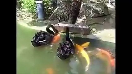 دیکھئے کس طرح اللہ تعالیٰ اپنی مخلوک کے رزق کا انتظام کرتا ہے