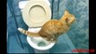 Have ever you seen Cats use toilet in her own way  Funny Cats