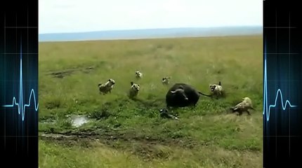 Hyenas attack baby buffalo and his mother