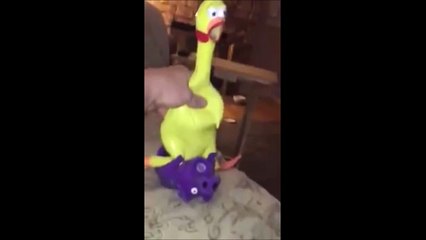 Un poulet s'amuse avec un cochon.... Partie de jambes en l'air
