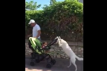 Perro pasea el coche de un bebé y se vuelve viral
