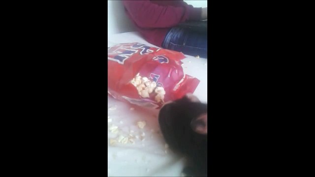Funny Guinea Pig goes nuts while eating popcorn