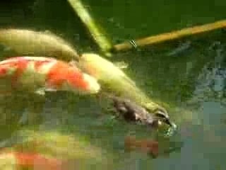 Balık besleyen ördek