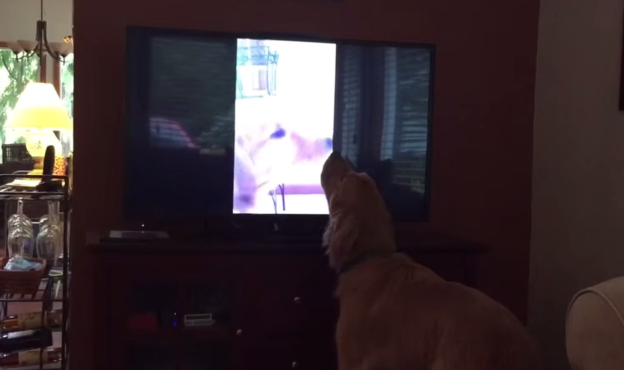 Hobbes the Dog Duets With Himself