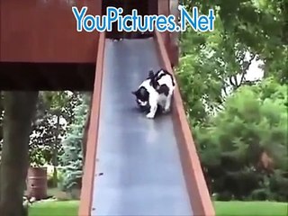 Top 10 die schöne und lustige Tiere.