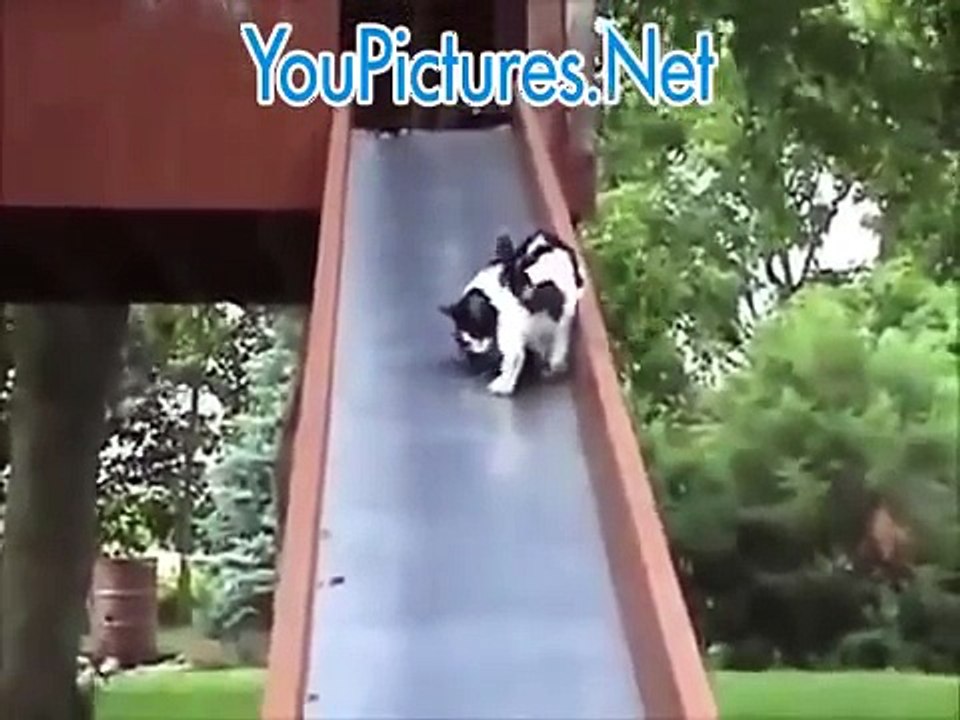 Top 10 die schöne und lustige Tiere.