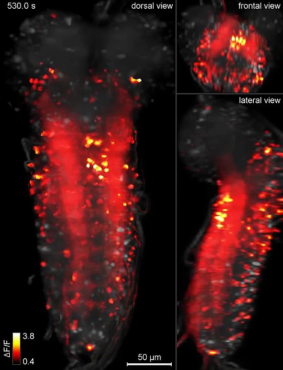 როგორ მუშაობს ბუზის ტვინი