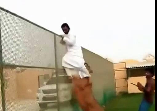 Lion Attacks ISIS Muslim Cleric VIDEO ISIL Iraq Sunni Muslim Cleric Lion Attack