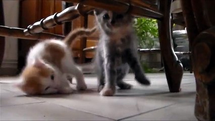 Qui veut un chaton ?