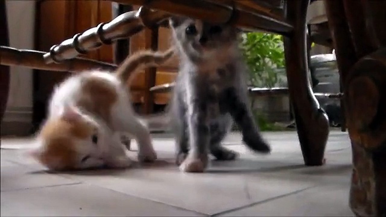 Qui veut un chaton ?